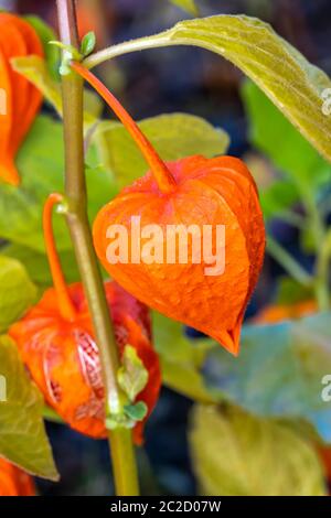 Physalis alkekengi var. franchetii 'Zwerg' Frucht mit Schale allgemein bekannt als chinesische Laterne Stockfoto