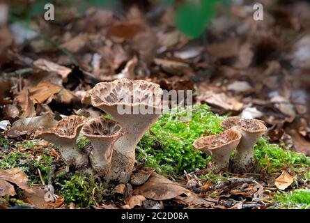 Dryaden Sattel Polyporus squamosus wächst auf Buche log, Wald, Gloucestershire Stockfoto