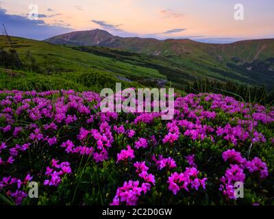 Rosa Rose Rhododendron Blüten am frühen Morgen Sommer Misty Mountain Top. Karpaten, Ukraine. Stockfoto