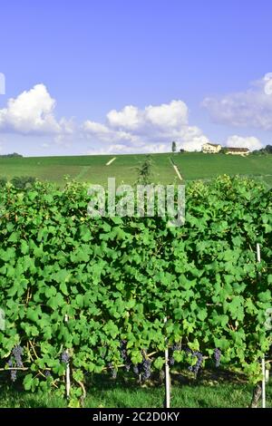 Langhe Weinbergpanorama Stockfoto