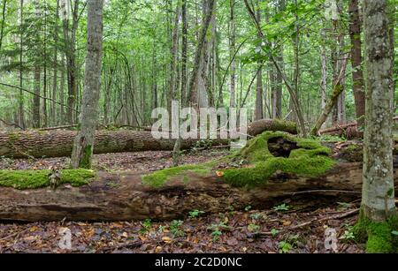 Kaputte alte Eschen Moos umwickelt liegen unter Pflanzen im Sommer Laubbaum, Bialowieza, Polen, Europa Stockfoto