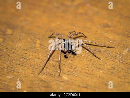 Eine Spinne ist ein sehr nützliches Tier, das sich oft in Ecken und im Netz versteckt Stockfoto