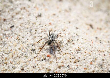 Eine Spinne ist ein sehr nützliches Tier, das sich oft in Ecken und im Netz versteckt Stockfoto