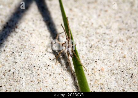 Eine Spinne ist ein sehr nützliches Tier, das sich oft in Ecken und im Netz versteckt Stockfoto