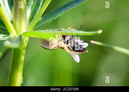 Eine Spinne ist ein sehr nützliches Tier, das sich oft in Ecken und im Netz versteckt Stockfoto