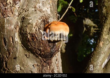 Orange Knollenpilz gefunden auf einem großen Apfelbaum, bekannt als shaggy Bracket, ist es keine gute Nachricht für den Baum. Stockfoto