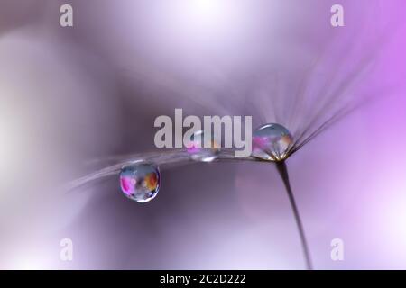 Makro-Fotografie.Florale abstrakte Pastell Hintergrund mit Copy Space.Dandelion Blume in weichem Stil.Violet Natur Hintergrund.verschwommener Raum für Ihren Text.ruhige Natur Nahaufnahme Ansicht.Violet Farbe Hintergrund für Ihr Design. Stockfoto