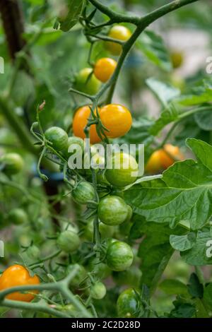 Kleine gelbe und noch unreife grüne Tomaten auf dem Strauch im Garten im Sommer Stockfoto