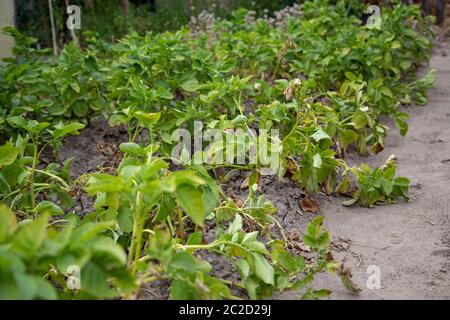 Ein Kartoffelpflanzenbett mit leicht getrockneten Blättern als Zeichen der Reife der Kartoffeln im Garten Stockfoto