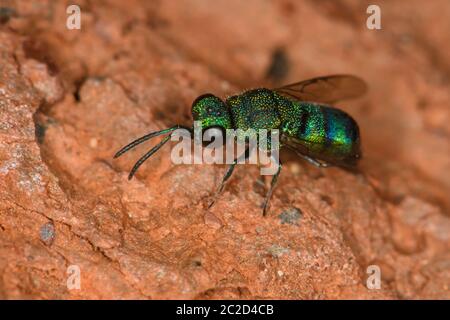 Kuckuckwasp auf Ziegelwand. Stockfoto