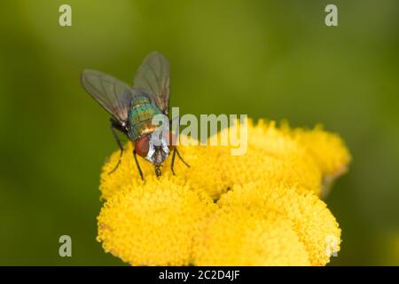 Greenbottle Fliegen Sie auf Tansy Blumen. Stockfoto