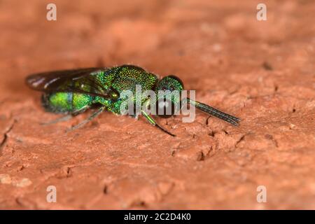 Kuckuckwasp auf Ziegelwand. Stockfoto