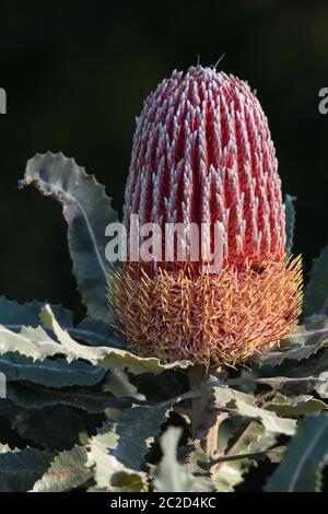 Brennholz Banksia Blume im Garten. Stockfoto