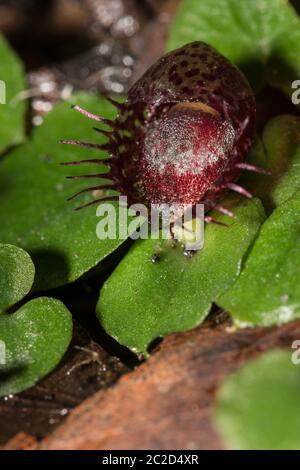 Gefranste Helm Orchidee in Blüte. Stockfoto