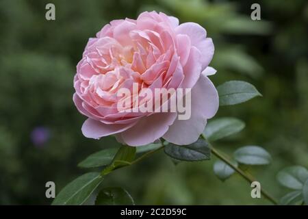 Rosa (Rosa sp.) Stockfoto