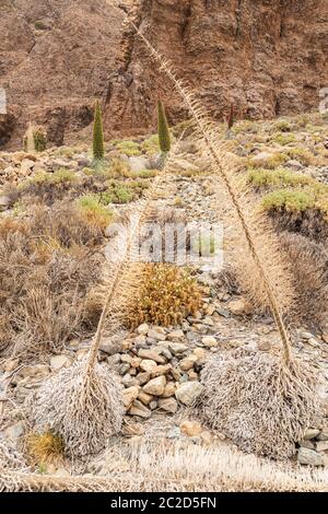 Echium wildpretii, tajinaste rojo, Vipers buglosses, letzte Jahre Pflanzen Skelette, Las Canadas del Teide Nationalpark, Teneriffa, Kanarische Inseln, Spanien Stockfoto