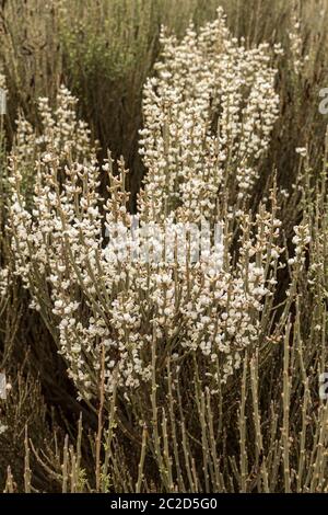 Spartocytisus supranubius, weißer Besen, Retama, blühend im Nationalpark Las Canadas del Teide, Teneriffa, Kanarische Inseln, Spanien Stockfoto