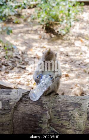 Affen halten Plastikflasche. Schlechte Umwelt Foto aufgenommen in Bali, Indonesien. Ungesund Stockfoto