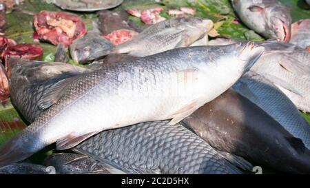 Fischmarkt, Meer Fisch Anzeige auf einem Fischmarkt Einzelhandel Counter in der Straße von Kolkata in Indien. Stockfoto