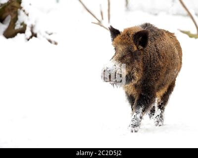 Wildschwein im winter Stockfoto