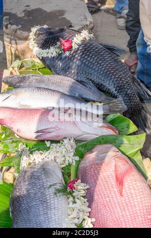 Fischmarkt, Meer Fisch Anzeige auf einem Fischmarkt Einzelhandel Counter in der Straße von Kolkata in Indien. Stockfoto