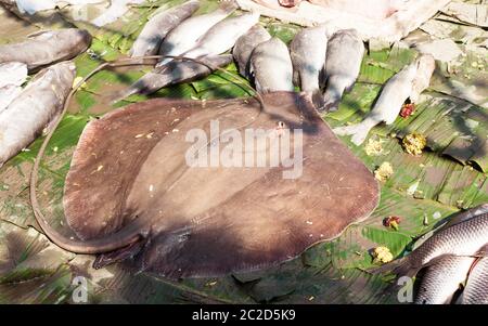 Eine unbekannte große ovale Candy für die Anzeige in der Fischmarkt. Meer Fisch Anzeige auf einem Fischmarkt Einzelhandel Counter in der Straße von Kolkata in Indien. Stockfoto