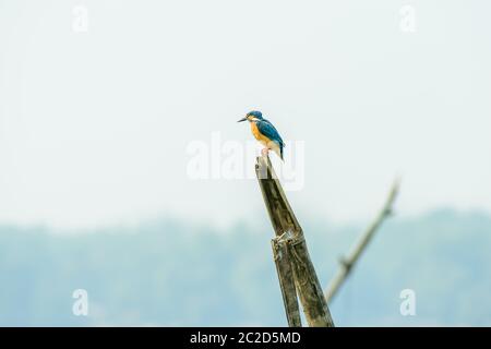 Alcedinidae Eisvögel oder Vogel. Es ist eine Art von Fisch Esser, die warten, um einen Fisch zu fangen. Seine exzellente Taucher. Rajasthan Bharatpur Bird Sanctuar Stockfoto