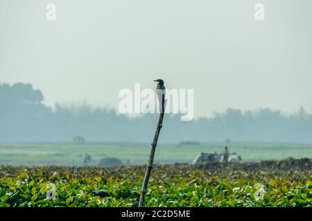 Kormoran wasser Vogel oder aquatische Vogel mit kleinen Köpfen auf langen geknickt Engpässe in der Mangalajodi, Odisha, Indien. Es ist eine Art von Fisch Esser, Warten auf c Stockfoto