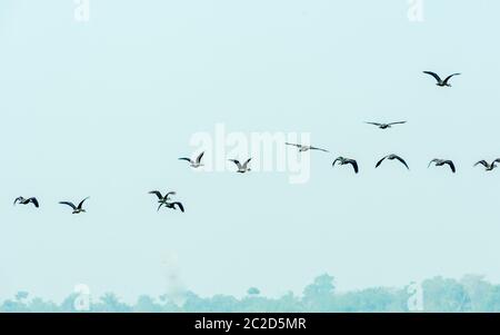 Eine Herde von fliegenden Vögeln wieder nach Hause fliegen über Kopf während der Migration zu ihren Brutplätzen bei Sonnenuntergang Zeit in Bhigwan. Das ist eine kleine staubige t Stockfoto