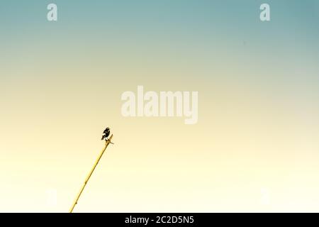 Hecks Gras Finken Vogel, Poephila acuticauda, einer gemeinsamen Arten von estrildid Finch, sitzen unter blauem Himmel in Rajasthan Bharatpur Bird Sanctua Stockfoto