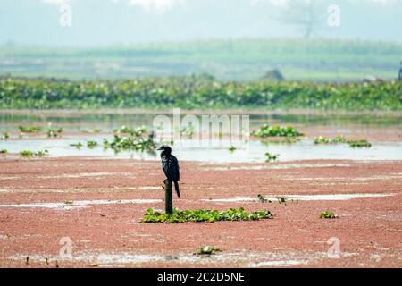 Kormoran wasser Vogel oder aquatische Vogel mit kleinen Köpfen auf langen geknickt Hälse in Mangalajodi, Odisha, Indien. Es ist eine Art von Fisch Esser, wartet t Stockfoto