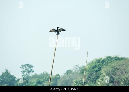 Verbreitung Flügel Kormoran wasser Vogel oder aquatische Vogel mit kleinen Köpfen auf langen geknickt Hälse in Bharatpur, Rajasthan, Indien. Es ist eine Art von Fisch Esser, Stockfoto