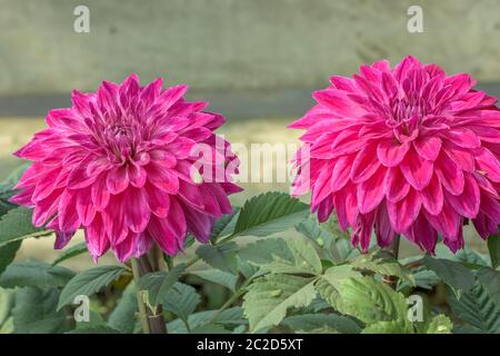 Rosa Guldavari Blume Pflanze, eine krautige Pflanzen. Es ist eine Sonne liebende Pflanze blüht im Frühjahr bis in den späten Sommer. Eine sehr populäre Blume für Stockfoto