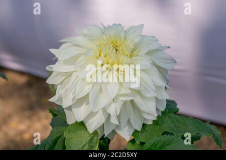 Weiß Guldavari Blume Pflanze, eine krautige Pflanzen. Es ist eine Sonne liebende Pflanze blüht im Frühjahr bis in den späten Sommer. Eine sehr populäre Blume für Stockfoto