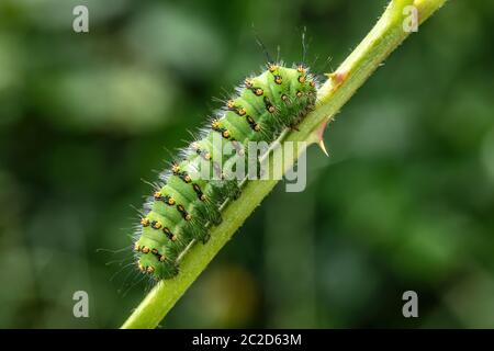 Natur, Insekt, Motte, Caterpillar, Schmetterling, Schweiz, Saturnia pavonia, kleine Kaisermotte Stockfoto