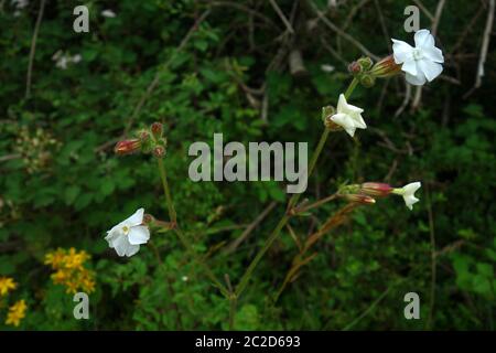 Gewöhnlicher Jasmin Stockfoto