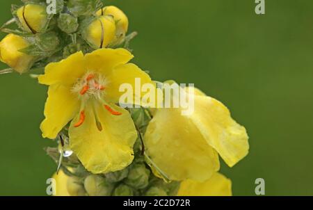 Makro der kleinblütigen Königskerze Verbascum thapsus Stockfoto