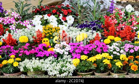 Multicolor sortierten Tulpen. Frischer Frühling Blumen von leuchtenden Frühlingsfarben. Gelb, Rot, Lila, weiß, blau, grün. Floral Hintergrund. Kopieren Sie Sp Stockfoto