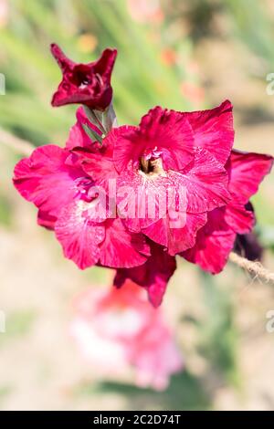 Schwertlilie (Gladiolus) eine Gattung der cormous iris Familie. Es ist eine Sonne liebende Pflanze blüht im Frühjahr und im Sommer. Eine Blume für Gärten und bouque Stockfoto