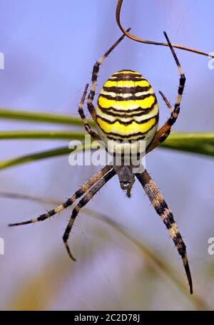 Makro Zebra Spinne Argiope bruennichi vor blauem Himmel Stockfoto