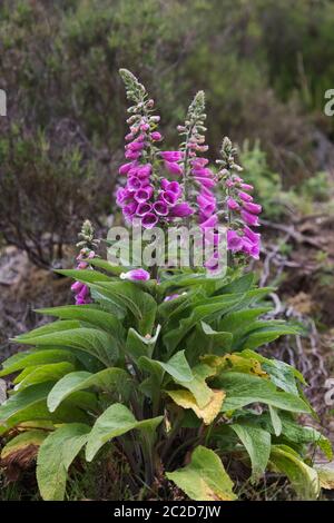 Wildfuchshandschuhe Digitalis purpurea wächst an den unteren Hängen der englischen Pennine Range in einem verlassenen Steinbruch Stockfoto