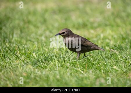 Jungstarling Sturnus vulgaris auf einem grünen Grasfleck, der lernt, nach Nahrung zu fressen Stockfoto