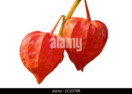 Physalis alkekengi var. franchetii 'Zwerg' Frucht mit Schale allgemein bekannt als chinesische Laterne ausgeschnitten und isoliert auf einem weißen Hintergrund Stockfoto