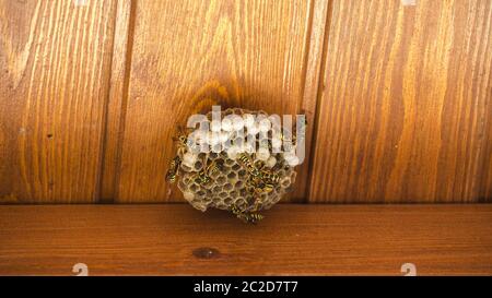 Wespen und Wespen hive unter dem Dach des Hauses. Wespen Lifestyle Nest. Allergie Bissgefahr Stockfoto