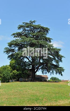 Cedrus libani Stockfoto