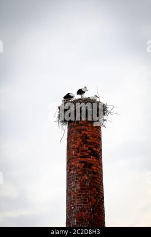 Ein Storchenpaar in ihrem Nest auf einem Schornstein Stockfoto