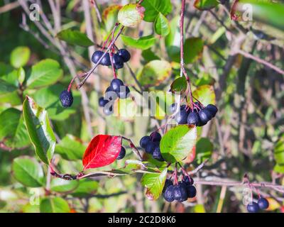 Reife Beeren an den Zweigen der schwarzen Apfelbeere am Herbstsonntag. Heilstrauch - Aronia melanocarpa. Selektiver Fokus. Stockfoto