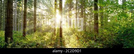Schönen Wald im Frühling mit hellen Sonne scheint durch die Bäume Stockfoto