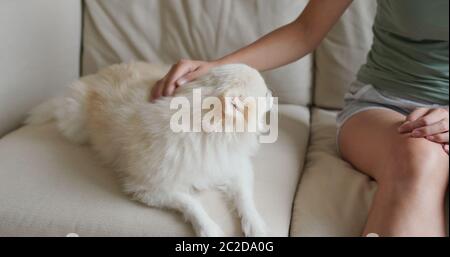 Tierbesitzer kuscheln auf pommerschen Hund Stockfoto