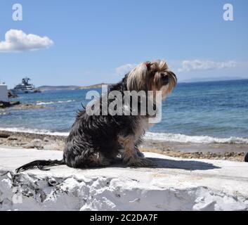 Der Haushund hatte einen Blick aufs Meer und nahm ein Sonnenbad in Chora Stadt, Mykonos Insel, Kykladen Griechenland. Stockfoto